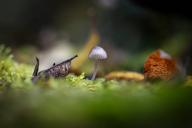 istock Mushroom Growing In The Forest 2243690538