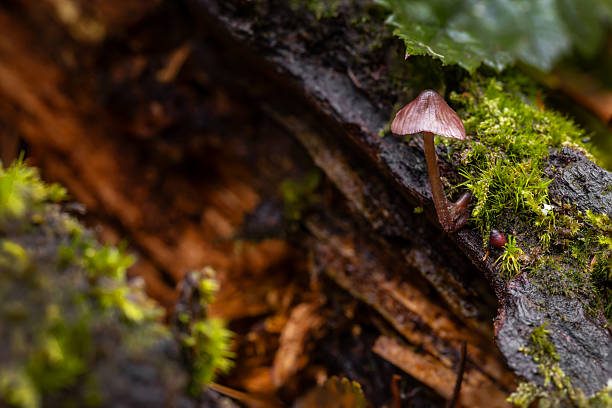 Wild mushroom growing in the lush rainforest on Vancouver Island.