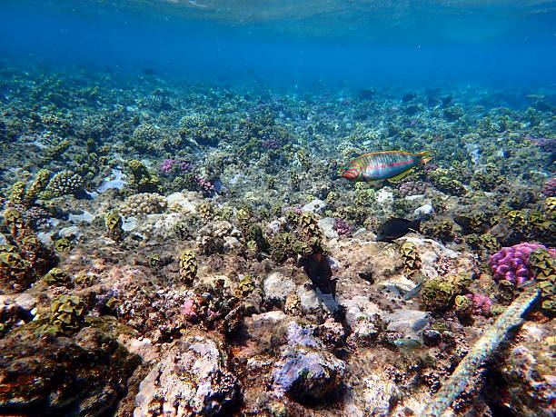 Red sea snorkeling