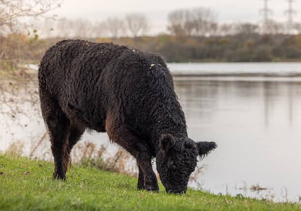 A black cow grazing on green grass by a tranquil lake with trees in the background under a cloudy sky.