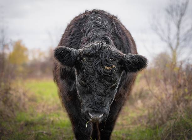 Close-up of a black cow grazing in a grassy field, with a blurred background of trees and sky.
