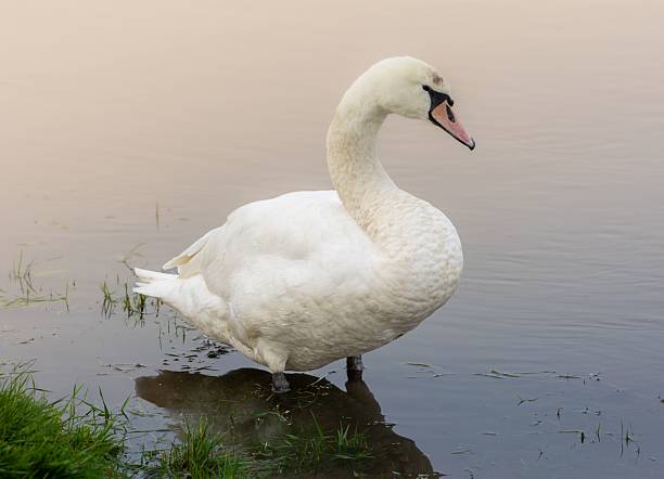 A graceful swan stands in shallow water with a soft, blurred background, showcasing its elegant white feathers.