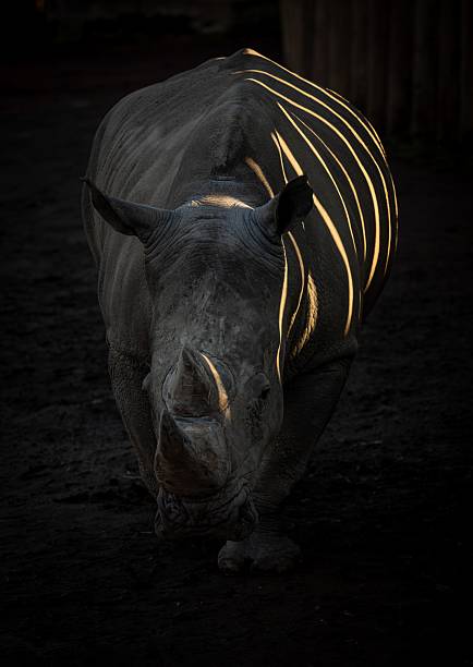 istock Rhinoceros with Striped Sunlight Contrast 2243691571