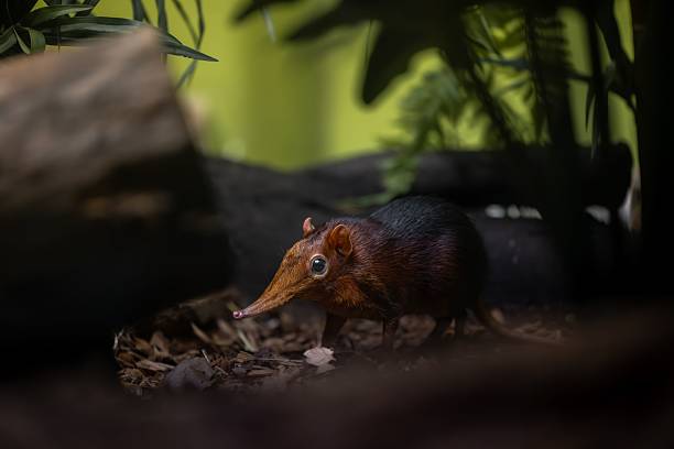 istock Elephant Shrew in Natural Habitat 2243691611
