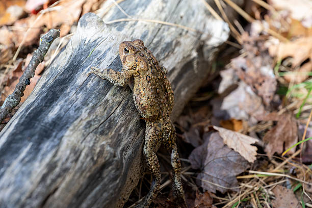 A toad is seen climbing up a fallen log in a serene forest setting during autumn. The ground is covered with dry leaves, creating a natural habitat for various wildlife.