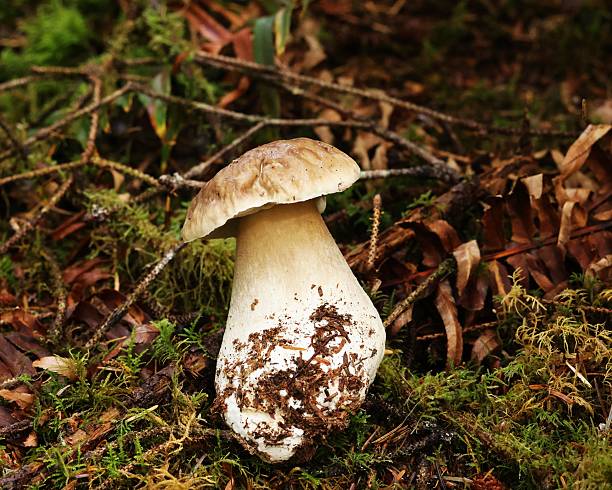 istock King Bolete Mushroom 2243692108