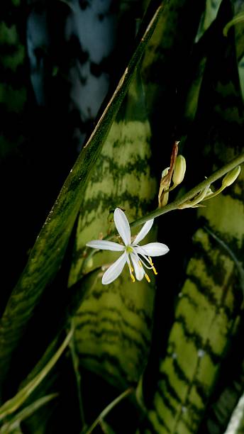 istock plant flower Chlorophytum comosum 2243692139