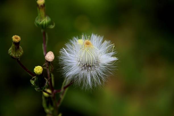 istock plant flower Senecio vulgaris 2243692551