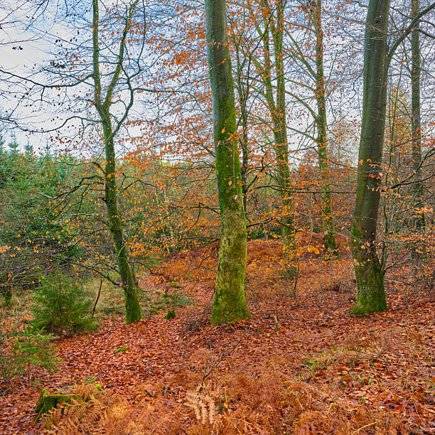 A serene Denmark forest scene features tall beech trees (Fagus sylvatica) with vibrant green moss on trunks, a warm carpet of autumn leaves on the ground, and soft light filtering through bare branches. Calm, natural, and ideal for nature, travel, and mood imagery.