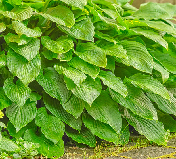 istock Lush green hosta leaves blanket a garden border, creating a tranquil, leafy backdrop with dense foliage and vibrant shade-loving appeal. 2243692788