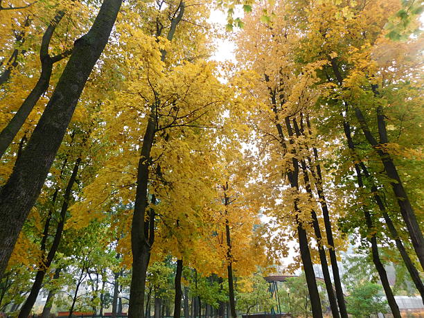 istock Tall trees with golden autumn leaves 2243695081