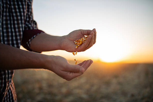 istock Farmer examining corn grain quality on agriculture field at sunset. Harvesting corn 2243696648