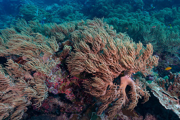 Image with the pristine coral reef in Palau - Micronesia