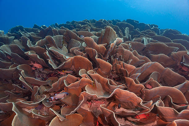 Colorful underwater landscape of Talang Pinnacle or Stonehenge, the most popular dive site for scuba diving in the area of Lipe island, Tarutao National Park in Satun Province, Thailand.