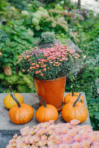 istock Autumn display: small pumpkins and orange mums on stone table, lush green garden 2243697202