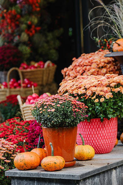 istock Fall harvest display, orange pumpkins and pink chrysanthemums in pots and baskets. 2243697227