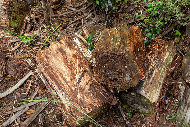 istock Trees that have been cut down and left in the forest 2243697356