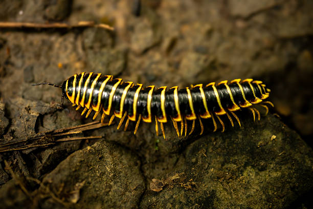 Black and Yellow Centipede Crawls Across Kaymoor Trail in New River Gorge