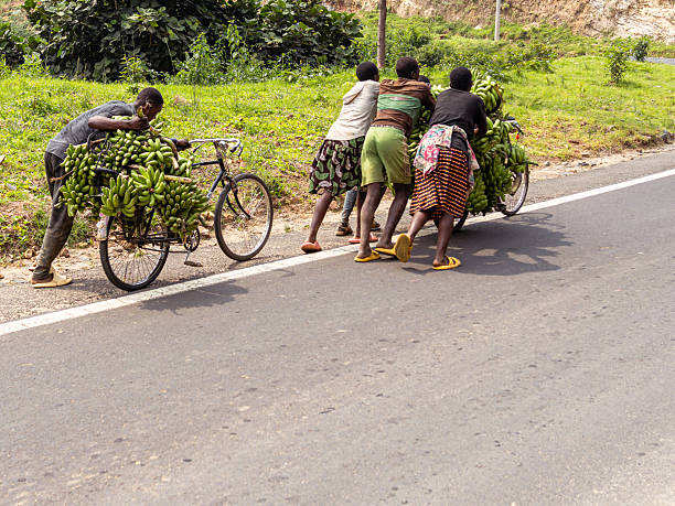Nyungwe Rwanda - September 5 2025;- People involved in their daily activity in third world country walking or transporting large bunches of bananas on push-bikes.