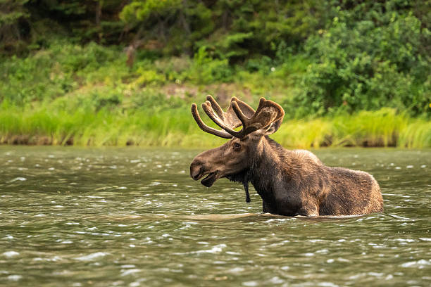 istock Bull Moose In Lake With Mouth Agape 2243698915