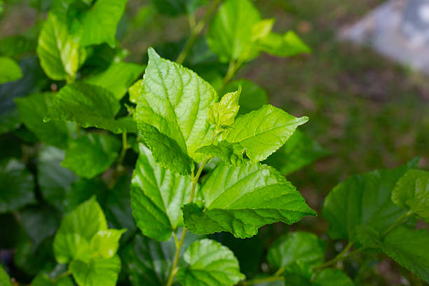 istock Mulberry leaves with fresh green color. 2243699883