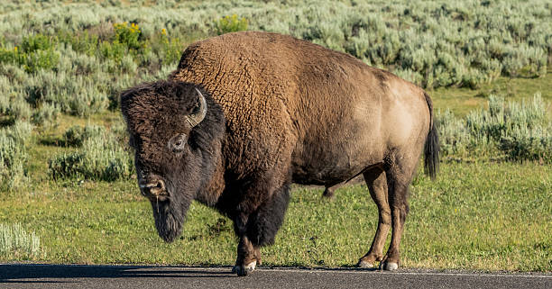 istock Male Bison On Roadway Turns Head Toward Camera 2243699902