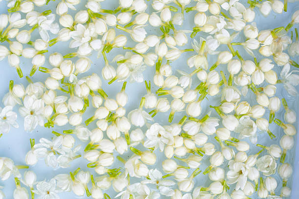 istock Fresh jasmine flowers floating in water, delicate and fragrant. 2243700399