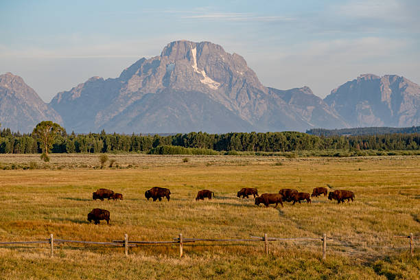 istock Mount Moran Rises High Over Field With Grazing Bison 2243700460