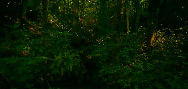 istock Streaks Of Firefly Light Dot Through The Thick Forest In Great Smoky Mountains 2243700576