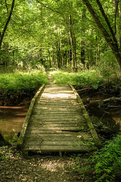 istock Wooden Bridge along Kingsnake Trail in Congaree 2243701063