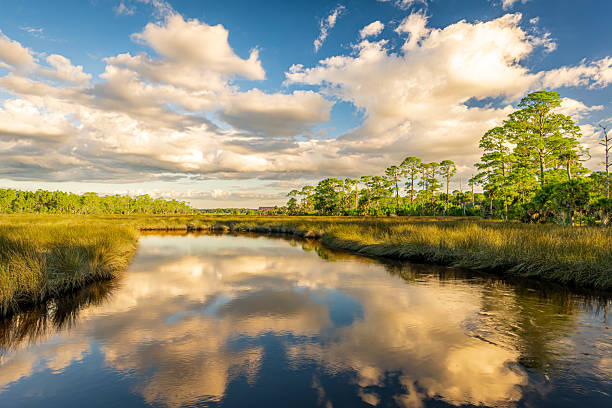 istock Landscape from Princess Place Preserve in Florida 2243701456