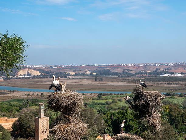 Majestic White Storks Nesting on Ancient Minaret and Trees, Overlooking Bou Regreg Estuary and Rabat City, Morocco