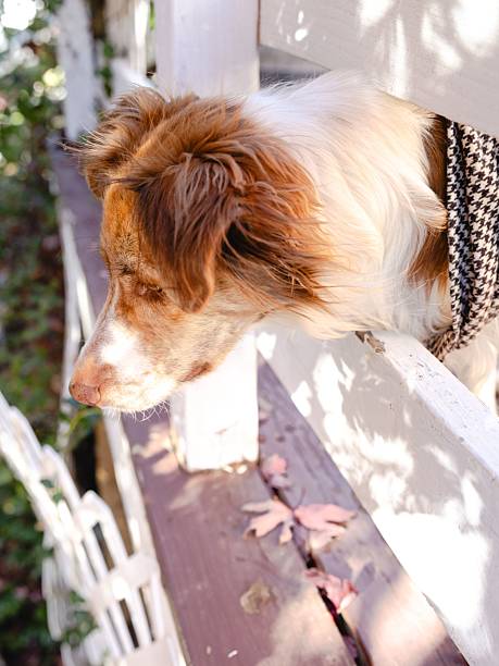 istock Dog peering through a fence on a sunny day. 2243701576