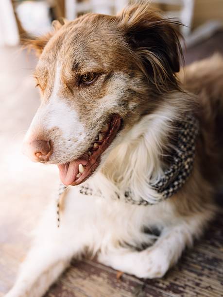istock Happy dog with checkered scarf 2243701587