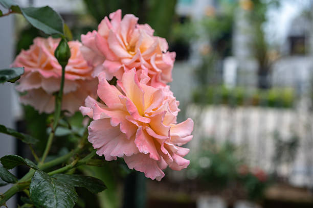 istock 'Augusta Luise Rose' blooming in he garden. 2243703533