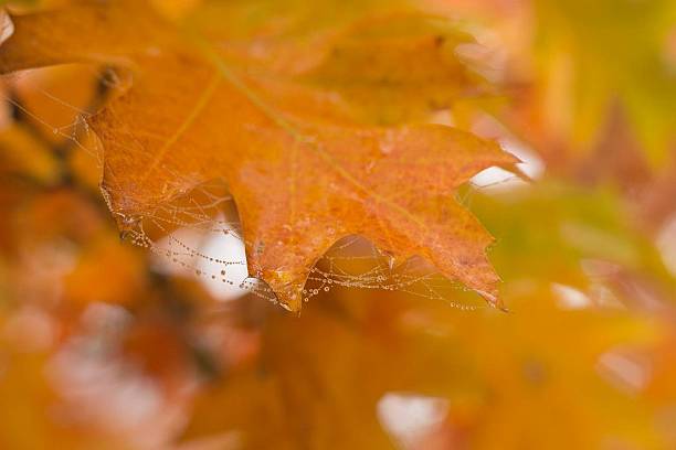 istock Autumn Leaf with Dew and Spider Webs 2243703589