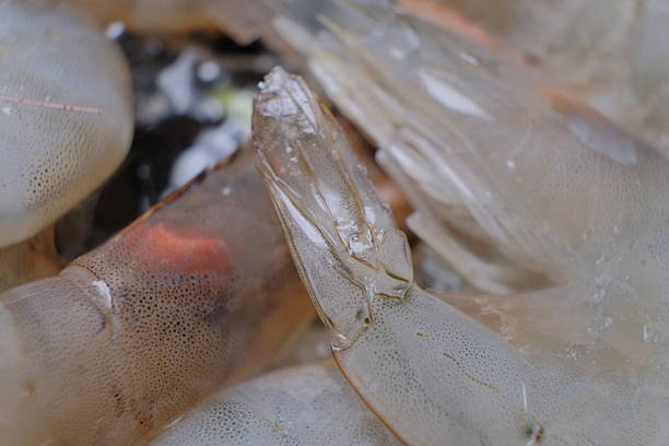 Fresh, uncooked shrimp displayed with translucent, shiny shells. Detailed close-up reveals fine, dotted texture on each shrimp. Perfect for seafood recipes or garnishes.