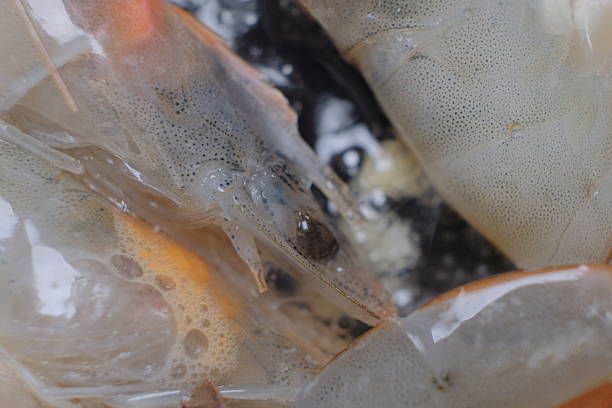 Experience the elegance of fresh, translucent shrimp with a delicate, glossy texture. The shrimp's body transitions from a subtle pinkish hue near the tail to a pale, almost white, shade. Tiny, uniform bumps adorn the surface, adding natural charm. The head is softly blurred, highlighting the sharply detailed body and tail against a soft gray background. Perfect for culinary inspiration or seafood lovers.