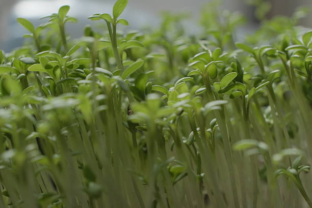 istock Fresh Microgreens Close-Up with Soft Natural Lighting 2243705853