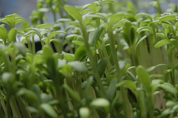 istock Fresh Microgreens Close-Up in Container 2243705858