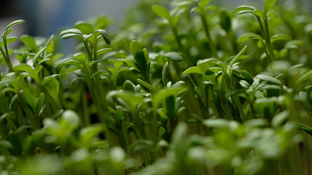 istock Fresh Microgreens Close-Up for Health & Wellness 2243705868