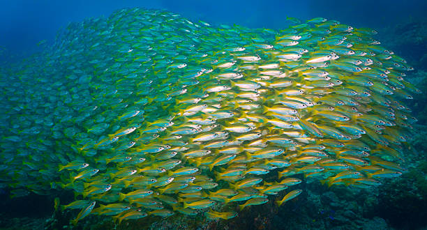 istock Huge school of yellow Snapper fish 2243706292
