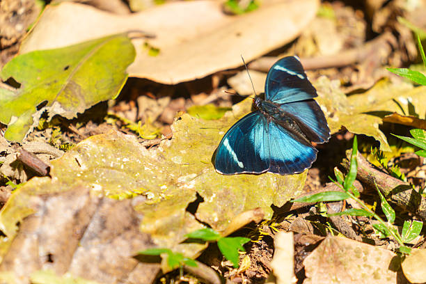 istock Preuss' forester or  Euphaedra preussi bright blue and balck winged butterflysho 2243706333