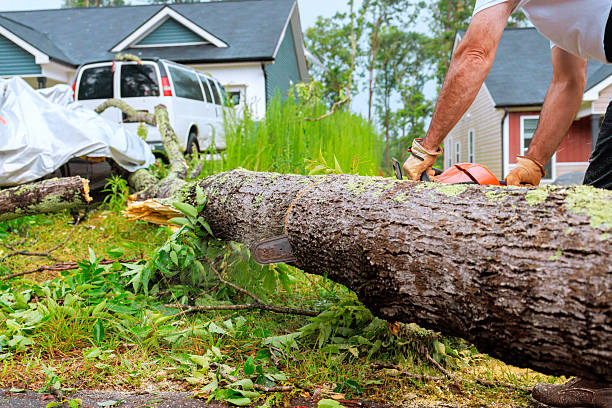 istock Cutting down fallen tree in residential area after storm early morning hours 2243707817