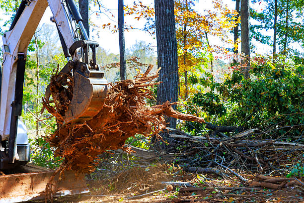 istock Heavy machinery removes tree roots debris from forested area during works day cleanup 2243707844