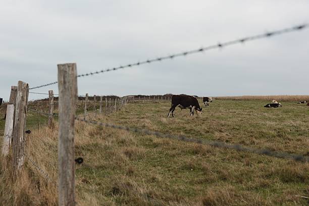 Cows behind a barbed wire fence in a rural landscape on a cloudy day