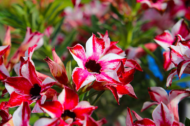 istock Striking red and white desert rose flowers in full bloom. 2243709205