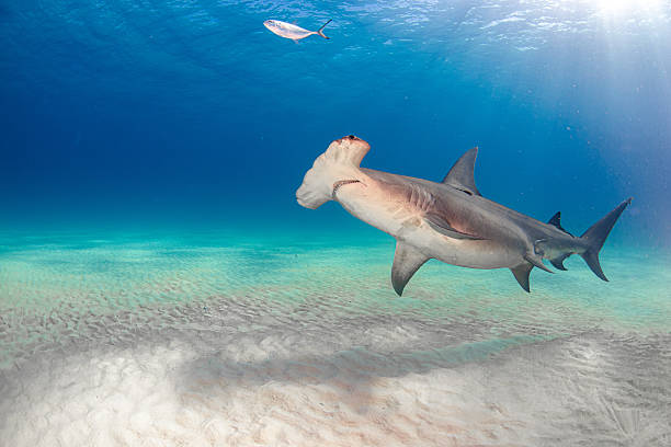 a swimming hammerhead shark in the Bahamas while scuba diving