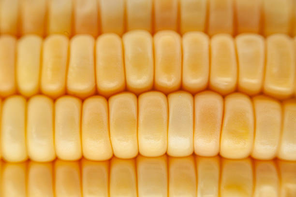 Horizontal close-up of a corn cob showing kernels in detail. Ideal for agricultural, culinary, or educational design