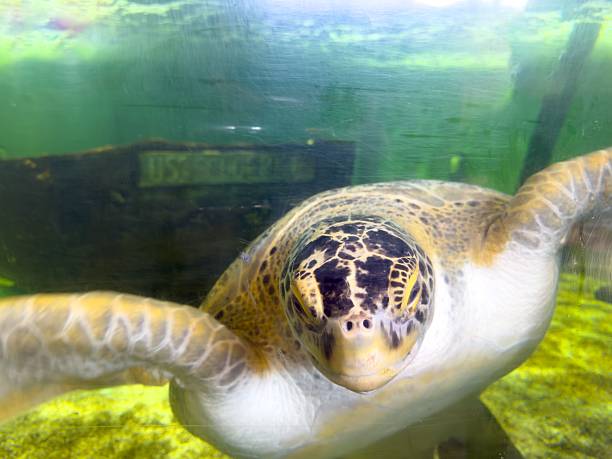 Gerry permanent resident sea turtle at Sea Turtle Inc aquarium